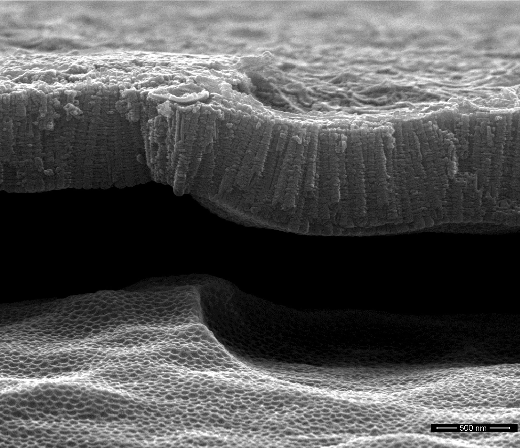 TiO2 nanotube layer — SE