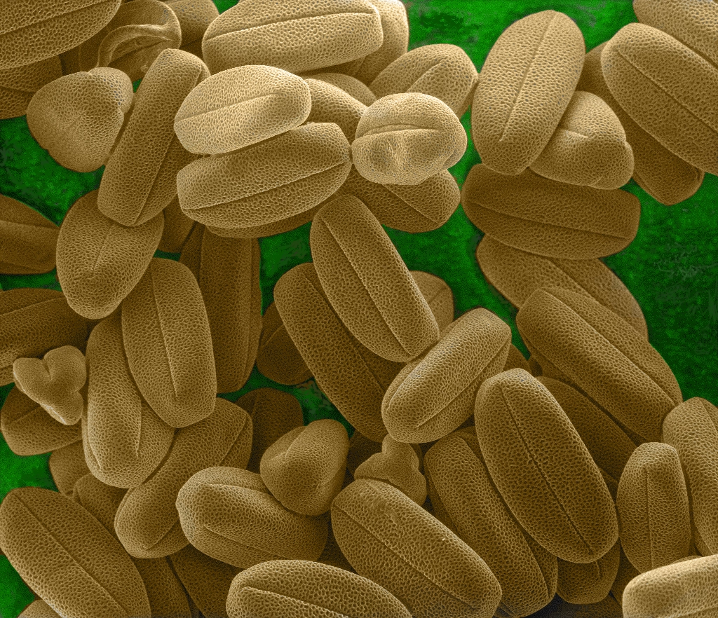 Pollen surface microstructure — SE mode
